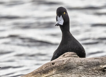 Male scaup, pāpango