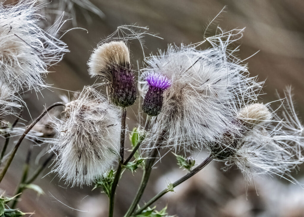 Thistle