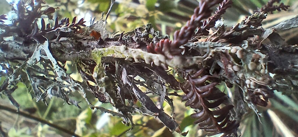 Young kahikatea branches with a variety of lichen growth