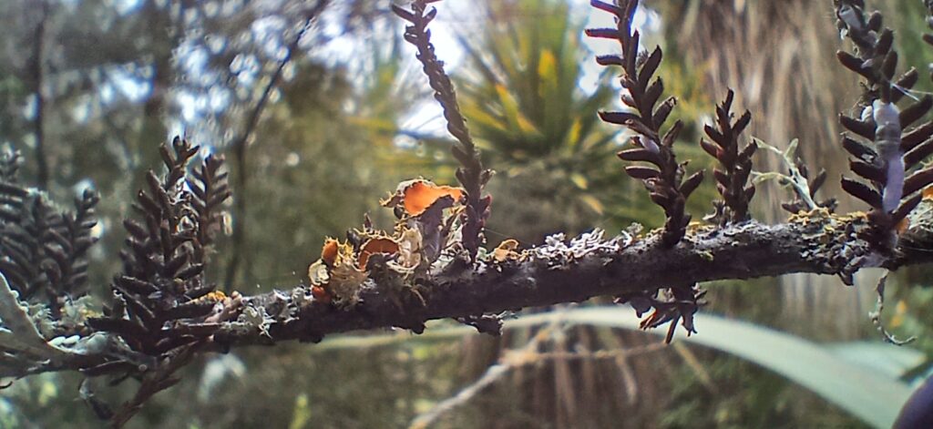 Young kahikatea branches with a variety of lichen growth