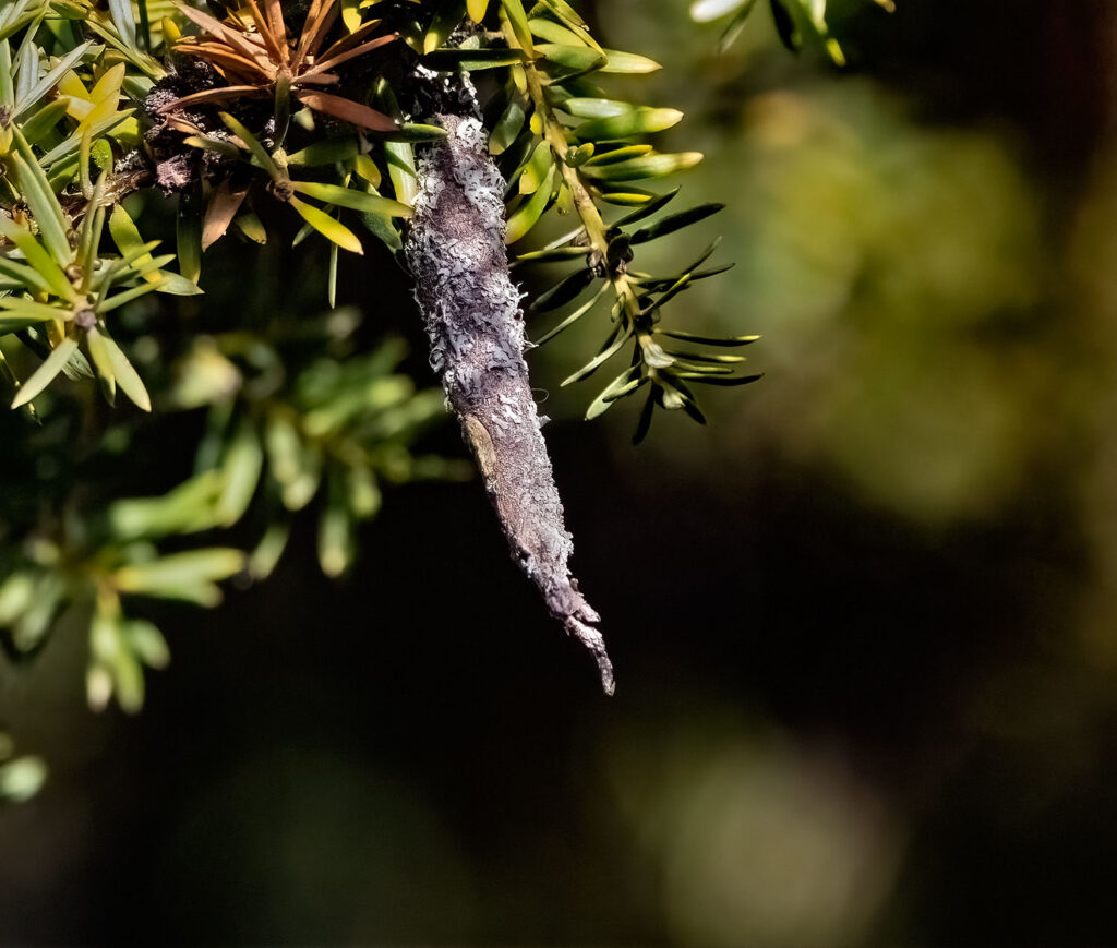 Case/bag moth
