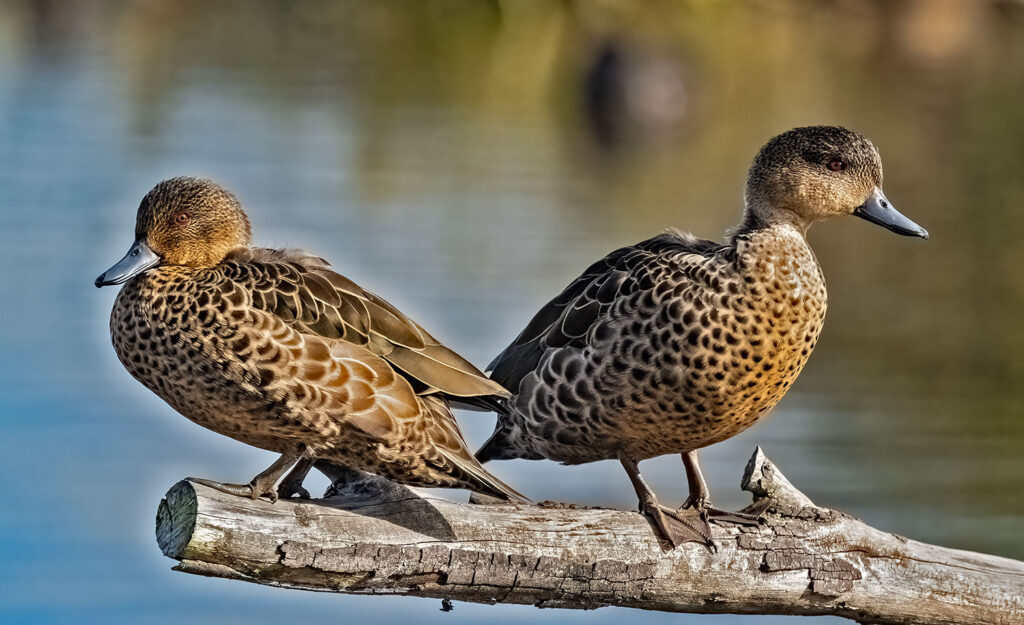 Grey teal, tētē moroiti