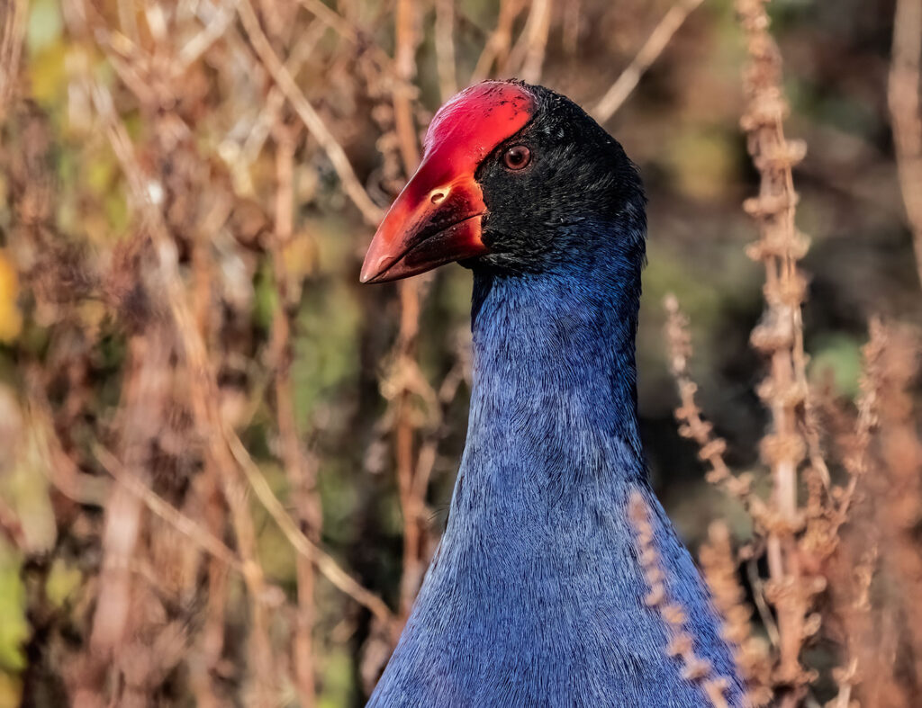 Pūkeko