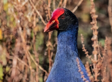 Pūkeko