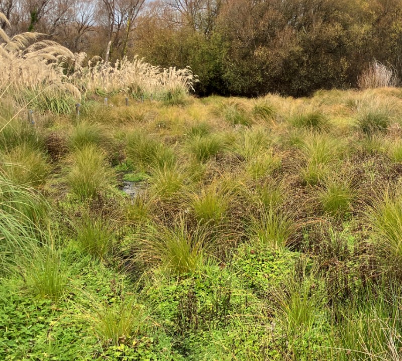 Carex secta out competing Beggars Ticks