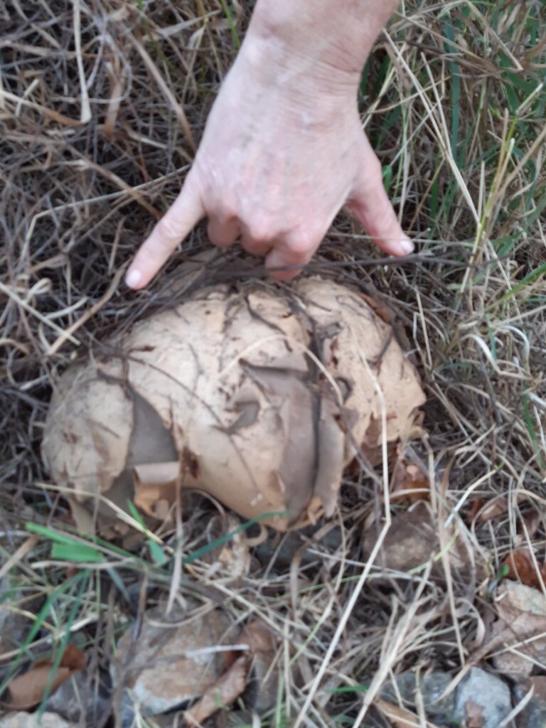 Big puffball at Travis