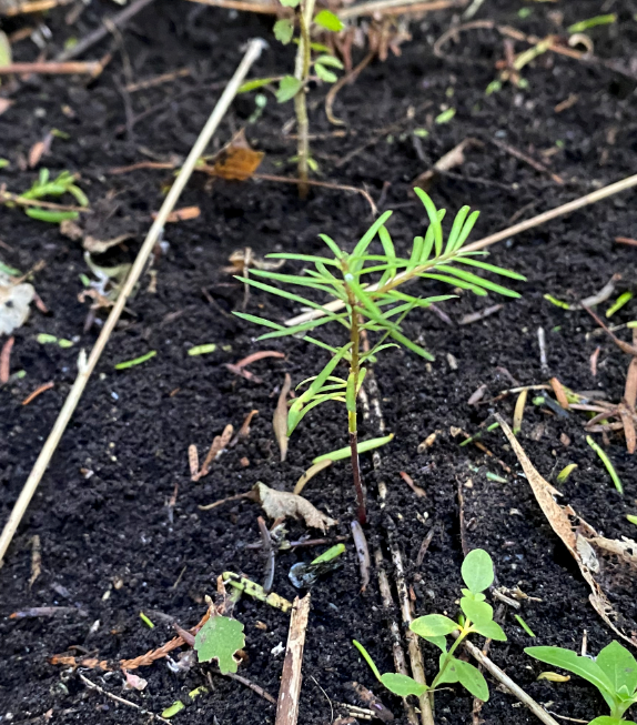 Matāī seedling