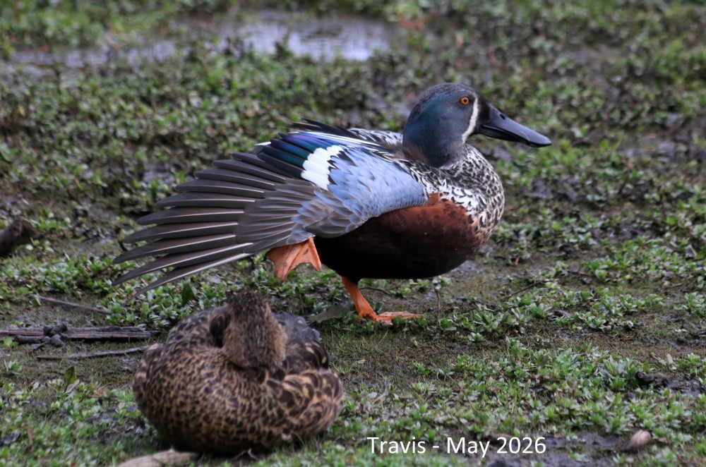 Australasian shoveler, kuruwhengi