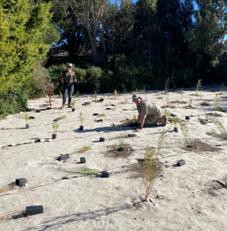 Wool mat weed treatment