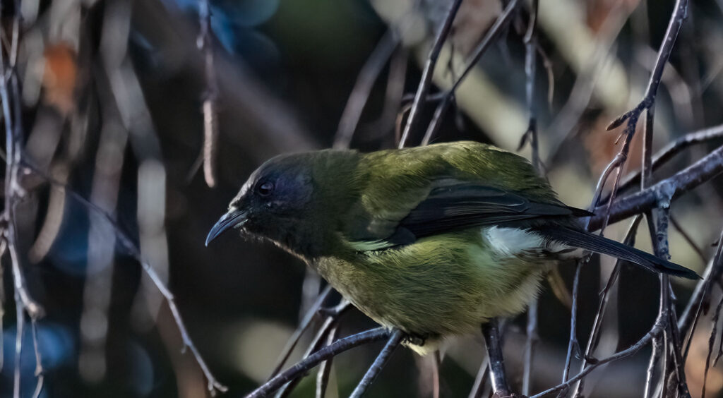 Bellbird, korimako