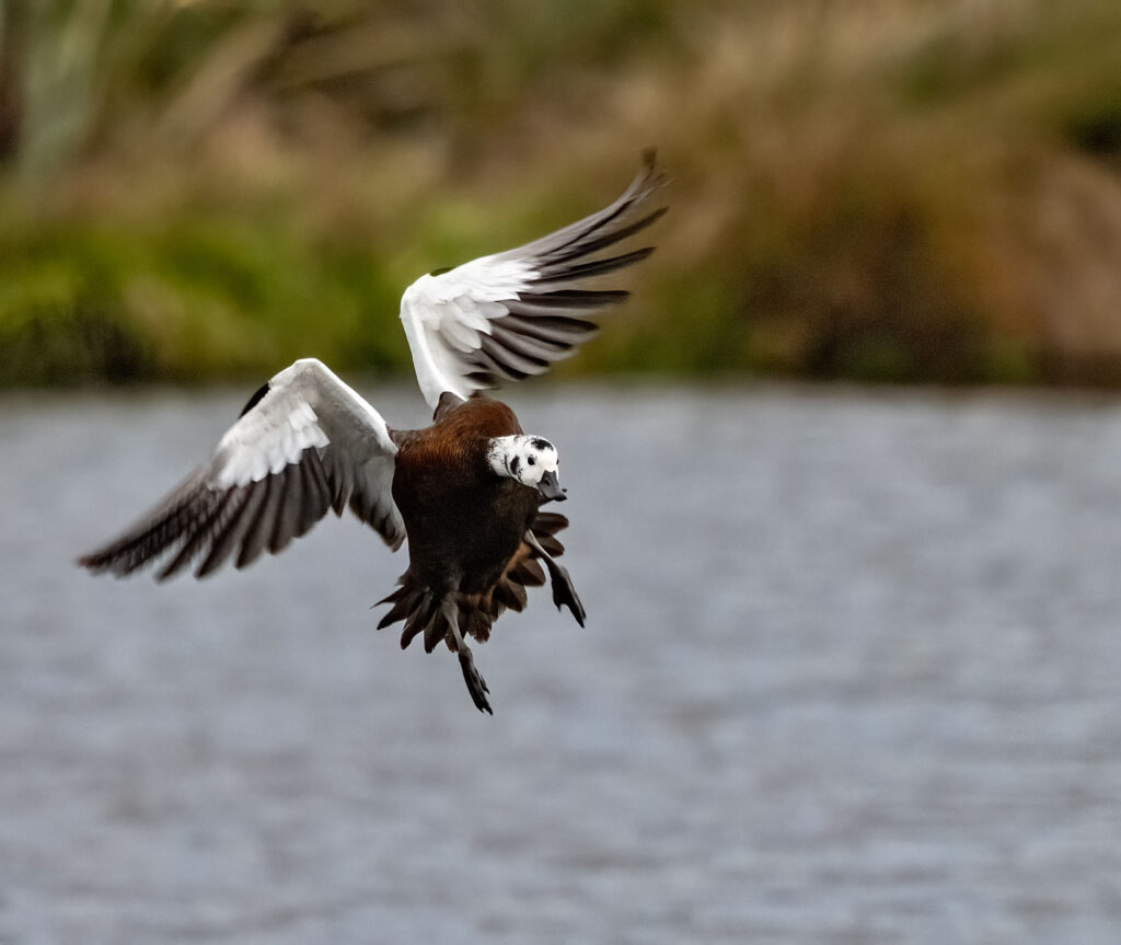 Paradise duck landing