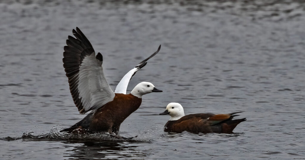 Female paradise shelducks, pūtangitangi