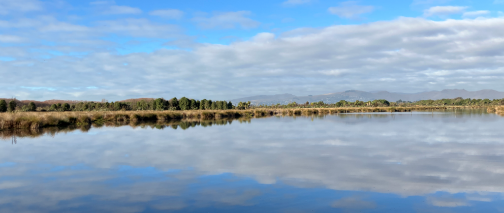View southwards from the Central Willows