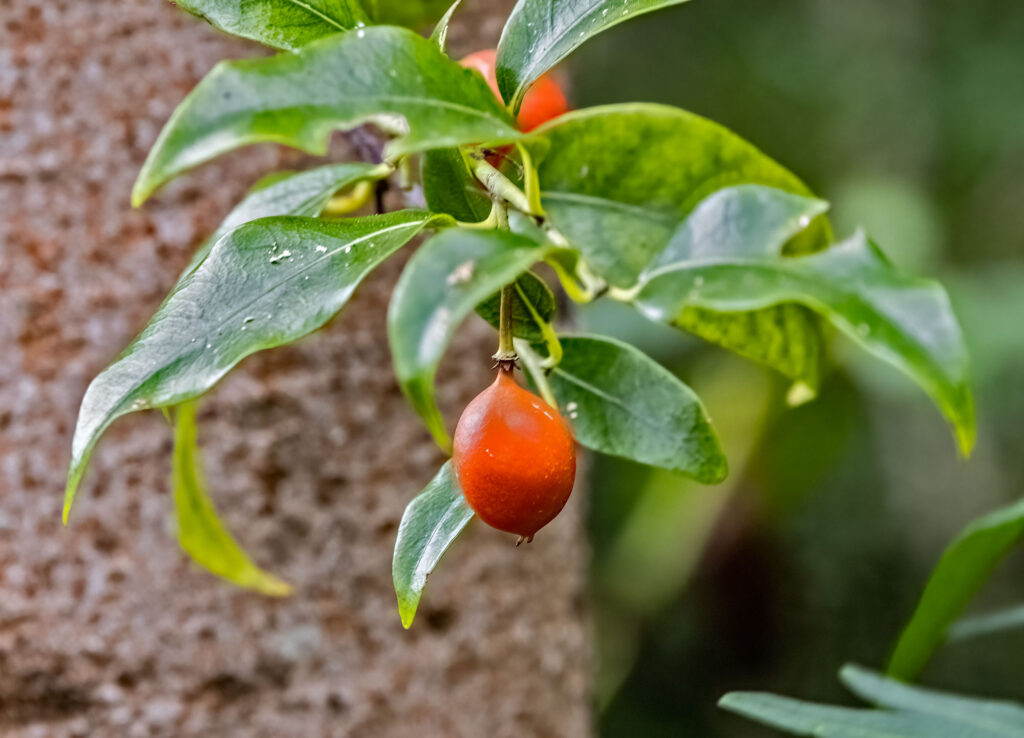 New Zealand Passionflower (Passiflora tetranda)