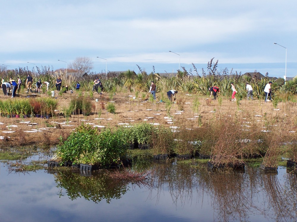 Tōtara Matāī forest foundation planting in 2005