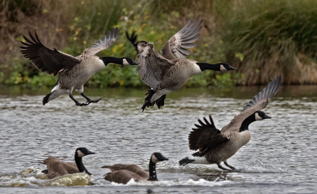 Canada geese