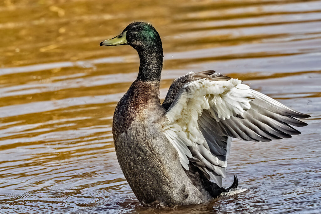 Male Mallard duck