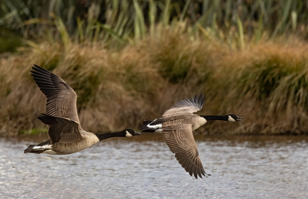 Canada geese