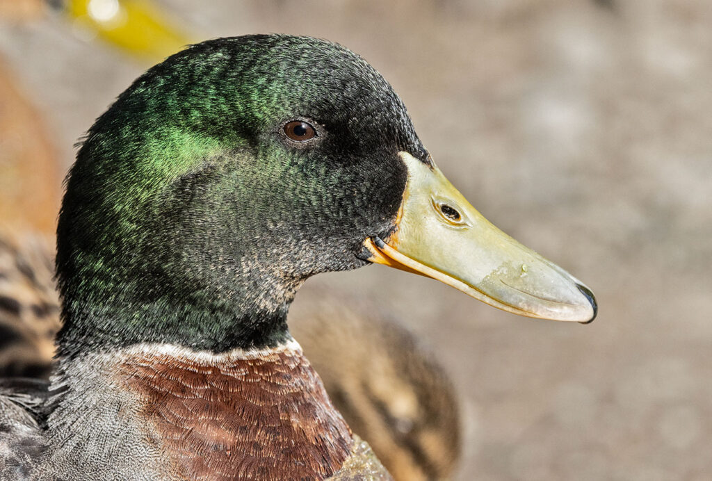 Male Mallard duck