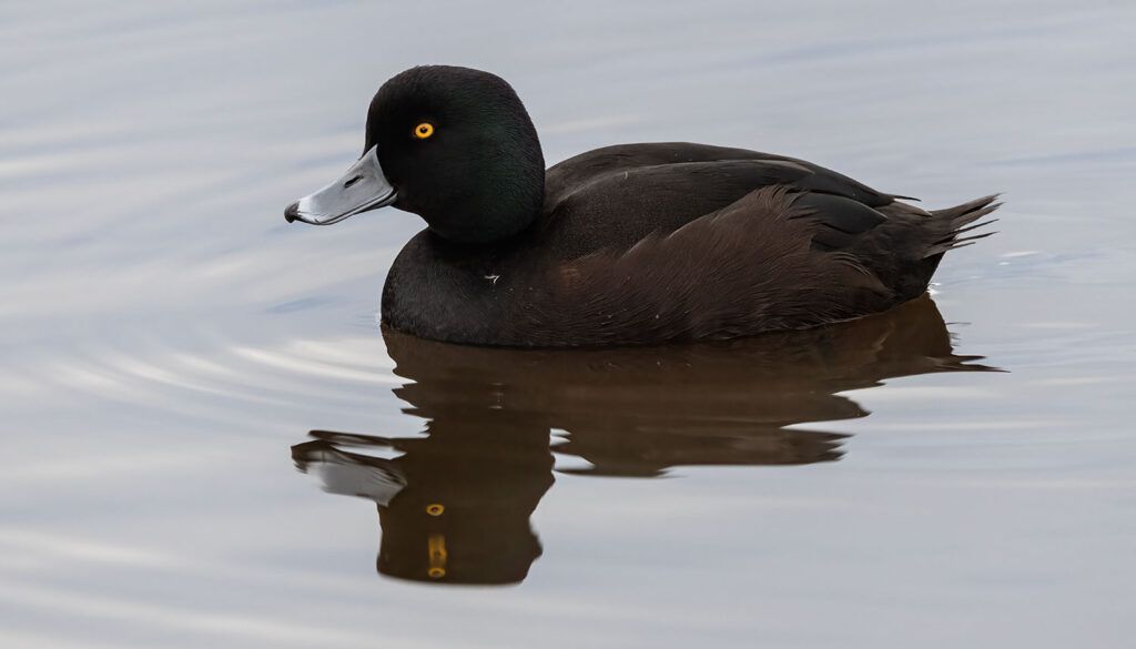 Male scaup, Pāpango