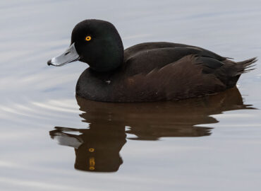 Male scaup, Pāpango