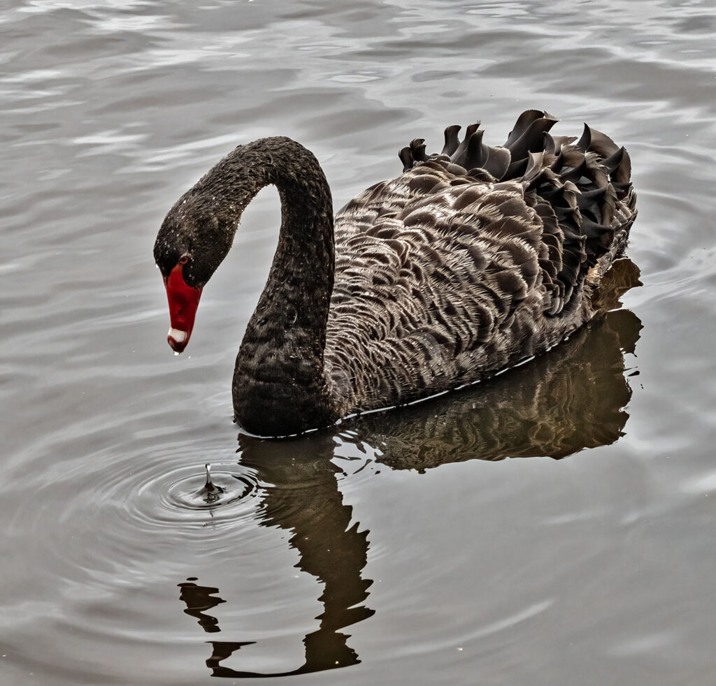 Black swan, Kakīānau