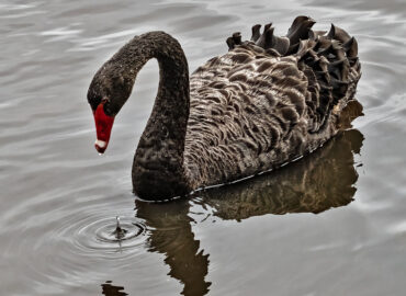 Black swan, Kakīānau