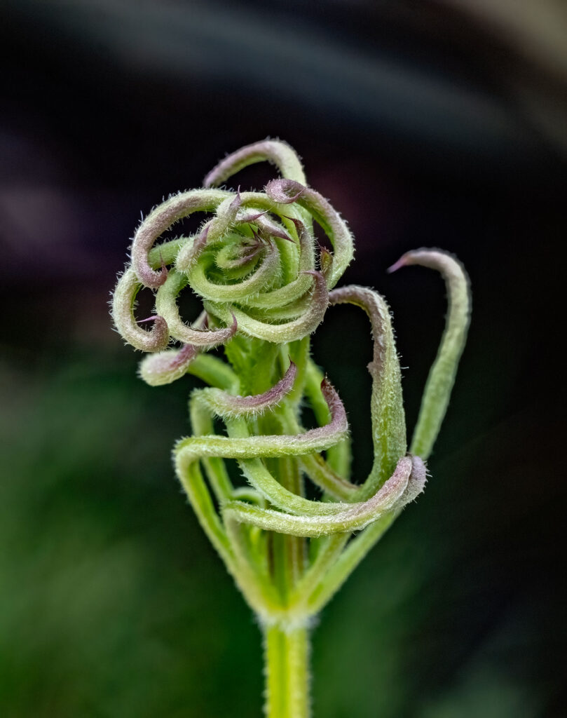 Cleavers suffering from Galium gall mite