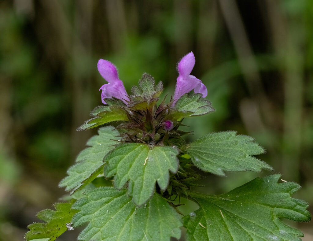 Cutleaf Deadnettle, Lamium hybridum