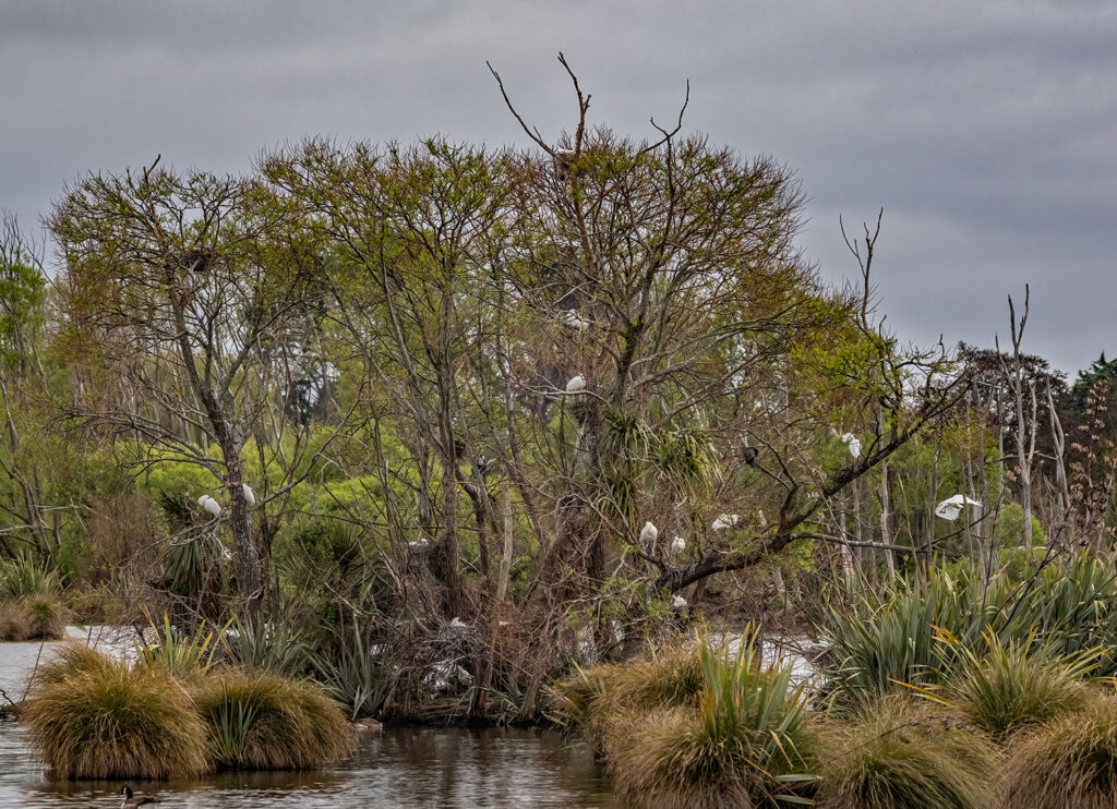 Spoonbills in their preferred tree