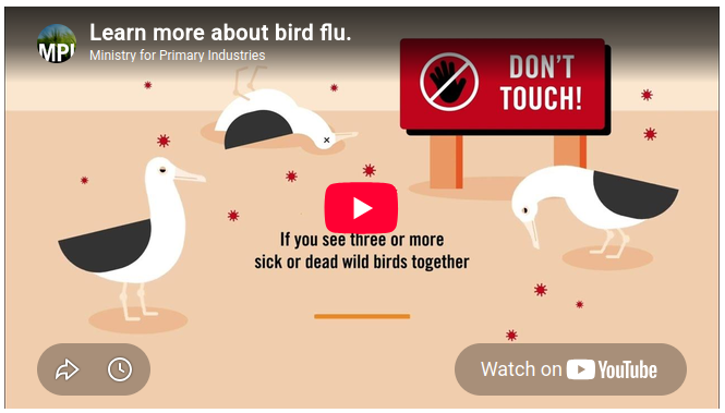 Bird flu video