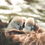 Birds Of Travis Wetland