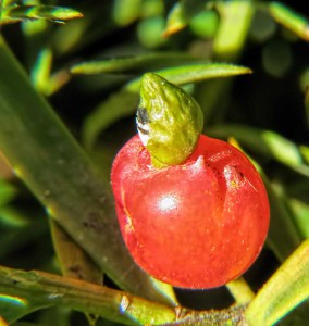 Totara